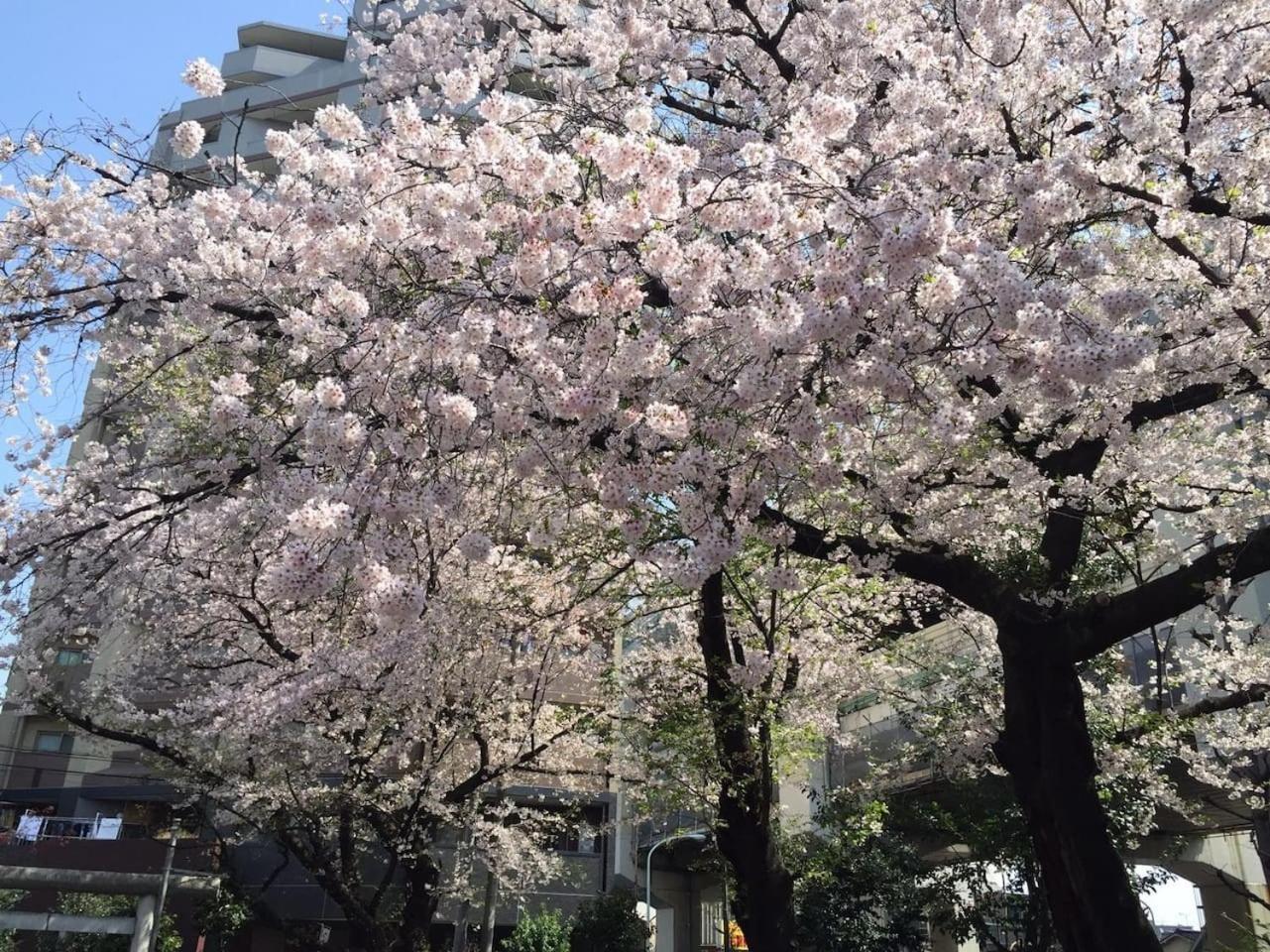 Apartamento Shibuya-ku - / Vacation 6219
